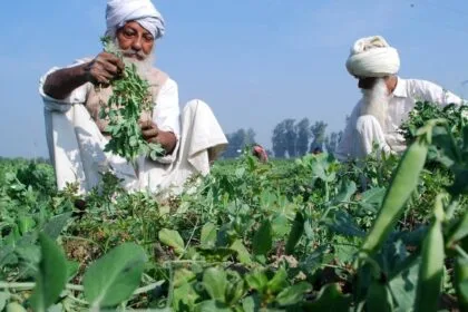 खरीफ फसलों के रकबे में तेजी