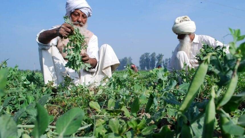 खरीफ फसलों के रकबे में तेजी