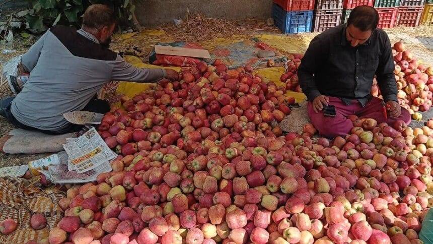 कश्मीरी सेब पर गहराने लगा संकट