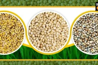 न्यूनतम समर्थन मूल्य पर फसल बिक्री के लिए रजिस्ट्रेशन 19 सितंबर से जारी हैं.