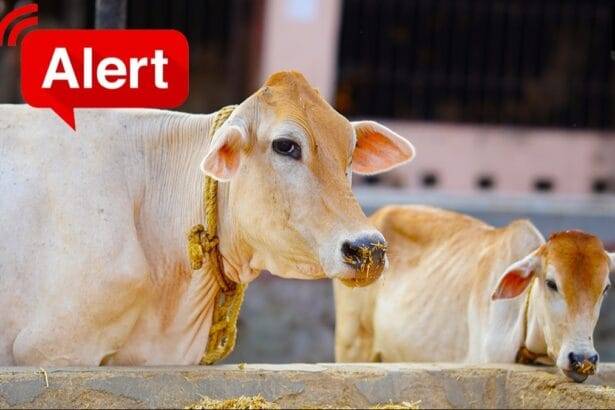 जानलेवा है लंपी रोग