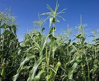 मैक्सिकन अधिकारी: कोई रोपण नहीं, जीएमओ सफेद मकई की खपत