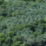 मस्कट गवर्नरेट ने अमेरात में आशाजनक कृषि परियोजना का अनावरण किया