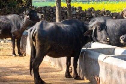 भैंसों का प्रतीकात्मक फोटो.