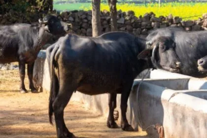 भैंसों का प्रतीकात्मक फोटो.