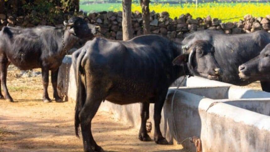 भैंसों का प्रतीकात्मक फोटो.