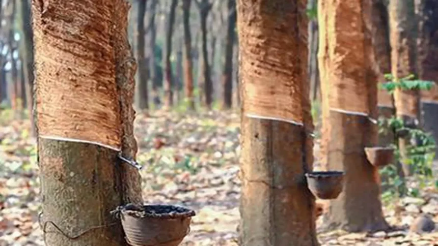 FY24 में प्राकृतिक रबर का उत्पादन 2% बढ़ा: रबर बोर्ड