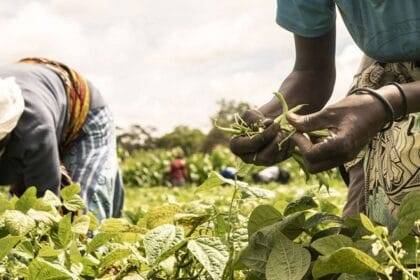 प्रकृति-आधारित समाधान- वैश्विक खाद्य सुरक्षा के लिए एक स्थायी मार्ग