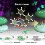 Stomidazolone, an imidazolone compound, reduces number of stomata by interfering MUTE-SCRM heterodimerization.