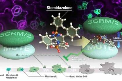 Stomidazolone, an imidazolone compound, reduces number of stomata by interfering MUTE-SCRM heterodimerization.