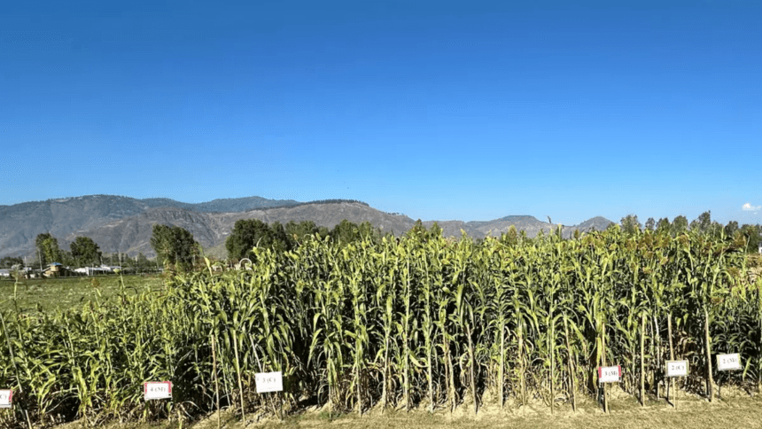 ठंड को मात देने वाली ज्वार कश्मीर में खेती में बदलाव लाएगी