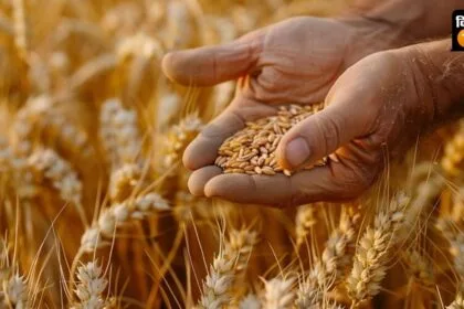 गेहूं एचडी3410 (Wheat HD3410) किस्म केवल 130 दिन में तैयार हो जाती है.