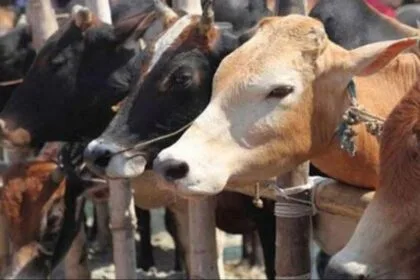 खुरपका बीमारी पशु गाय-भैंस, भेड़-बकरी में होती है. (सांकेतिक फोटो)