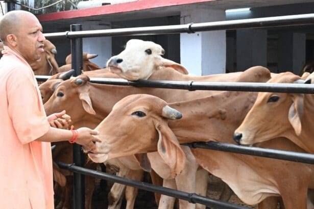 प्रदेश भर में 65 हजार से अधिक हेक्टेयर है गोचर भूमि (Photo-Kisan Tak)