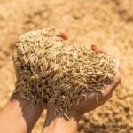 इस साल क‍ितना धान खरीदेगी सरकार?