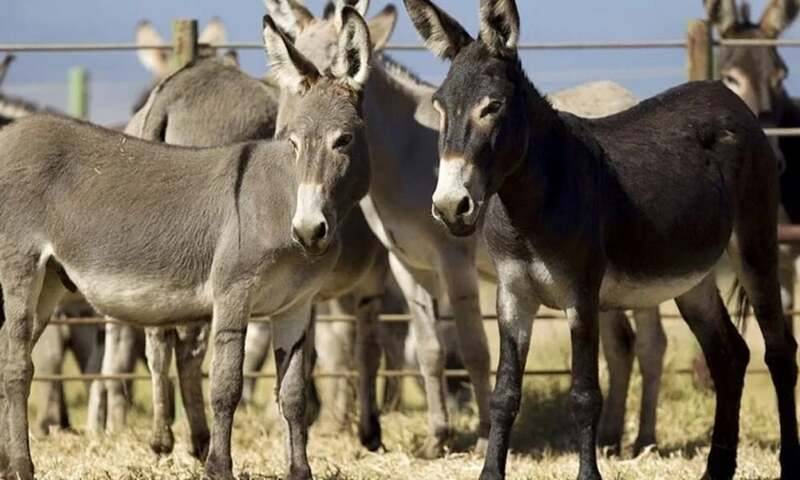 पाकिस्तान गधे का मांस, खाल चीन को निर्यात करने के लिए पूरी तरह तैयार - व्यापार और वित्त