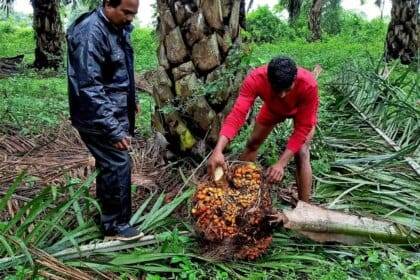 ऑयल पाम किसान एफएफबी कीमतों में बढ़ोतरी से खुश हैं, लेकिन स्थिर रिटर्न चाहते हैं