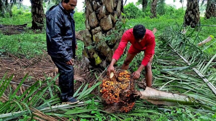 ऑयल पाम किसान एफएफबी कीमतों में बढ़ोतरी से खुश हैं, लेकिन स्थिर रिटर्न चाहते हैं