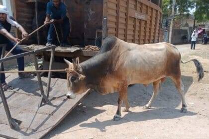 महाकुंभ के पूरे क्षेत्र में कहीं भी बाहर घूमते हुए पशु नहीं दिखाई पड़ेंगे (Photo Credit-Kisan Tak)