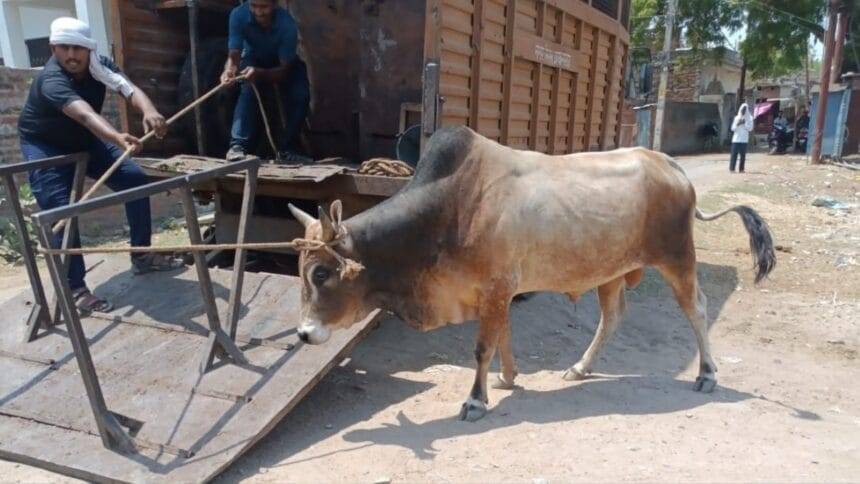 महाकुंभ के पूरे क्षेत्र में कहीं भी बाहर घूमते हुए पशु नहीं दिखाई पड़ेंगे (Photo Credit-Kisan Tak)