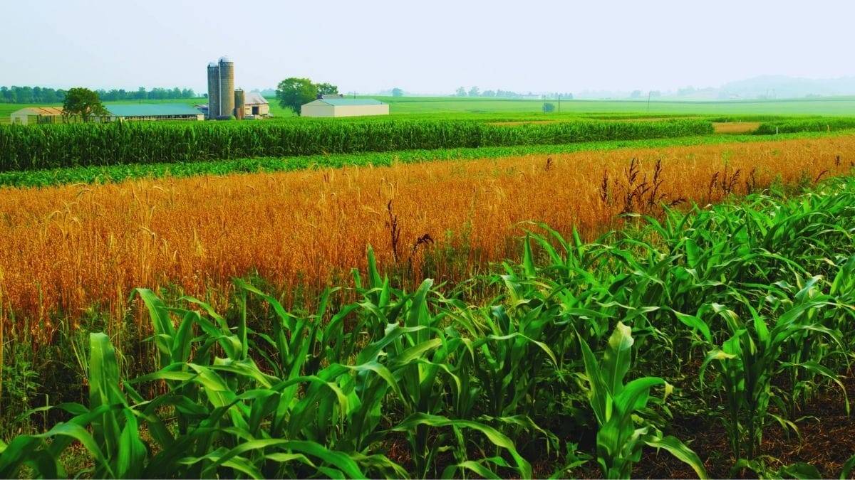 एक ही खेत में लगाएं ये पांच हरे चारे