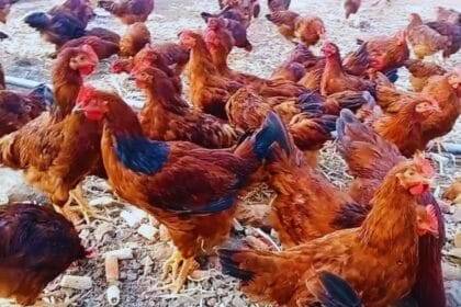 मुर्गी की वनराज नस्ल