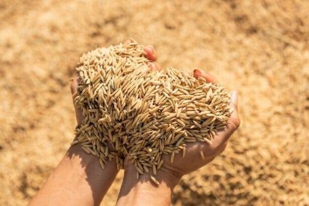 पंजाब से 185 लाख मीट्रिक टन धान की खरीद का टारगेट रखा गया है.