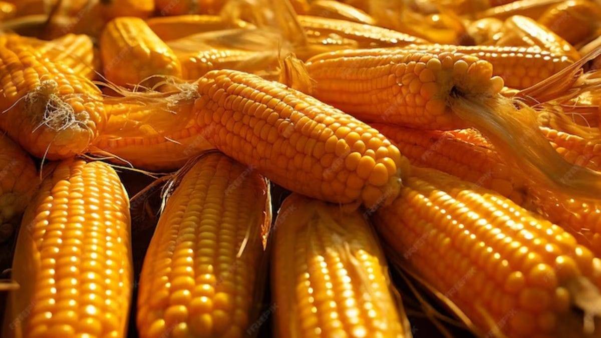 हिमाचल ने प्राकृतिक खेती खुशहाल किसान योजना के तहत मक्का खरीदना शुरू कर दिया है.