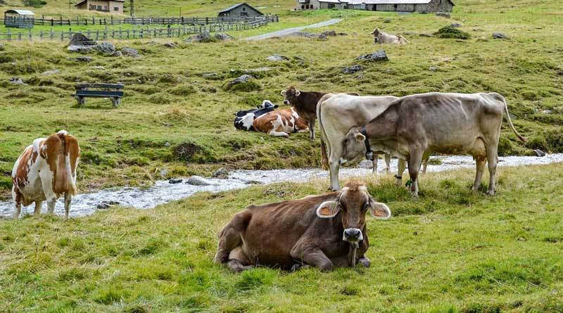 नवीन पशु आहार विकल्प: प्रोटीन और ऊर्जा की पूर्ति