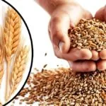 पूसा-HD3406 गेहूं किस्म फसल में लगने वाले रतुआ रोग को पनपने नहीं देती है.