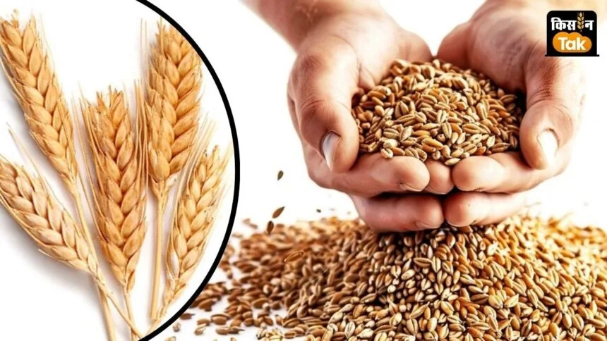 पूसा-HD3406 गेहूं किस्म फसल में लगने वाले रतुआ रोग को पनपने नहीं देती है.