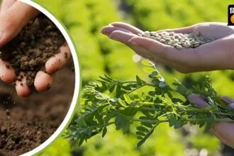 दलहन फसलों की खेती के फायदे