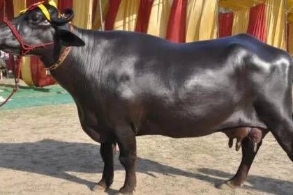 मुर्रा भैंस. (फाइल फोटो)