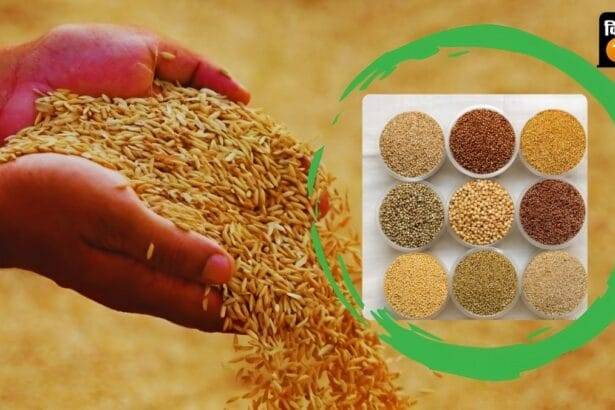 छत्तीसगढ़ में धान और मक्का की सरकारी खरीद के लिए किसानों का पंजीकरण होगा 31 अक्टूबर तक (सांकेतिक फोटो)