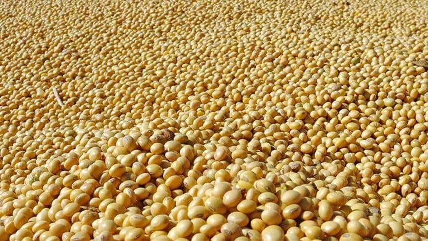 SOPA का अनुमान है कि अधिक पैदावार के कारण भारत में सोयाबीन का उत्पादन 6% बढ़ जाएगा