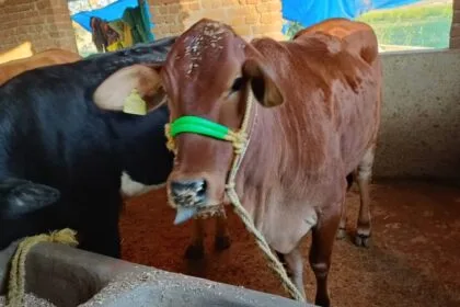 cow farming