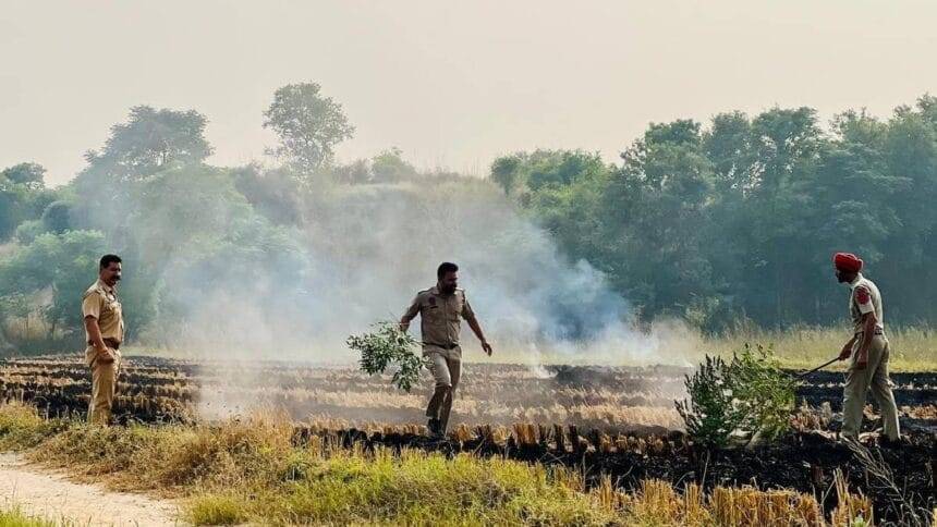 पंजाब में पराली जलाने की घटनाएं अधिक