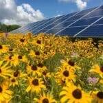 Yellow flowers in front of a solar panel