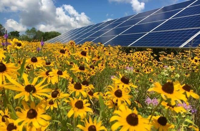 Yellow flowers in front of a solar panel