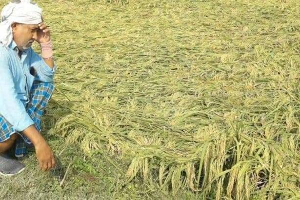 एमपी में लौटते मानसून से धान और सोयाबीन की फसल को हुआ भारी नुकसान (सांकेतिक फोटो)