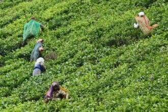 सुस्त मांग और बेहतर आवक के कारण कुन्नूर नीलामी में चाय की कीमतों में गिरावट आई