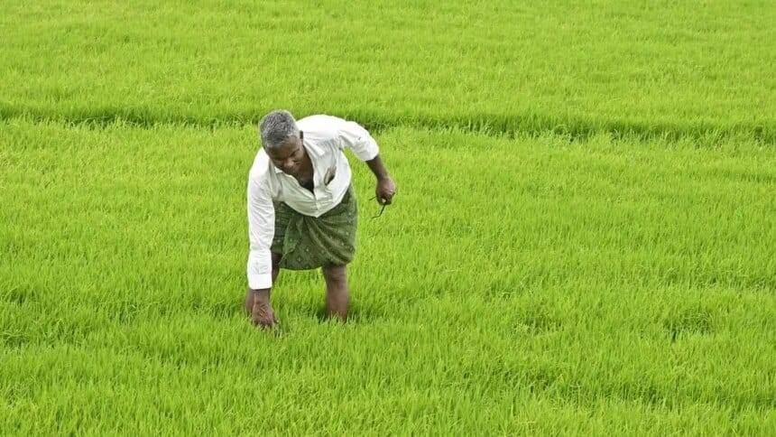 बोनस की उम्मीद से तेलंगाना में बढ़ा धान का रकबा!