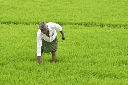 बोनस की उम्मीद से तेलंगाना में बढ़ा धान का रकबा!