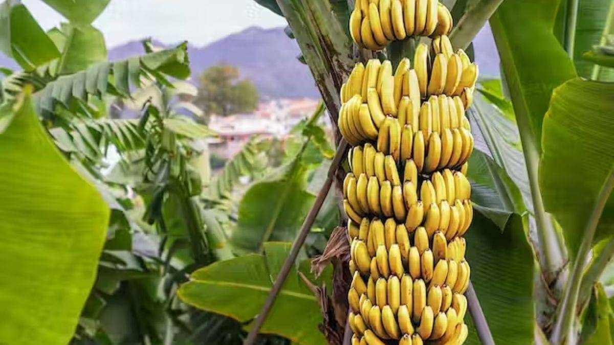कुशीनगर के केलों की कई राज्‍यों में मांग. (सांकेतिक फोटो)