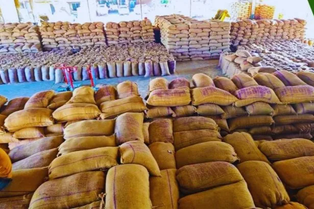 हरियाणा धान खरीद (सांकेतिक तस्वीर)