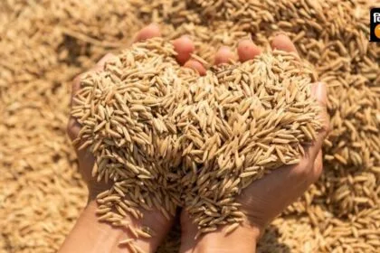 धान की  अभी तक क‍ितनी हुई खरीद. (सांकेतिक फोटो)