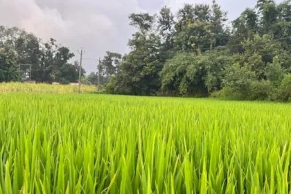 धान की खेती