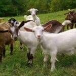 These pure breeds of goats will be available for 10 thousand rupees for business