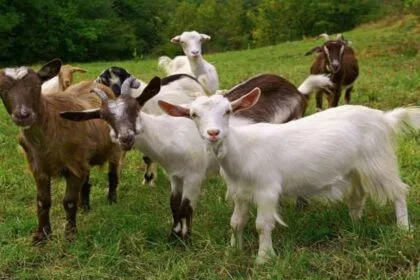 These pure breeds of goats will be available for 10 thousand rupees for business