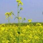 These varieties of mustard will yield more oil, they are ahead of other varieties in yield also